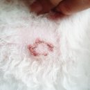 광진24시 필동물병원 이미지