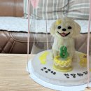 우리집코코 | 우리집 코코 8살 생일, 인천강아지케이크 전문점 댕파티셰 후기