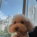 우리호텔 | 우리 뽀송이, 첫 호텔 이용후기