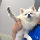 옥길아라동물의료센터 이미지