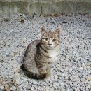 파인트리풀빌라펜션 이미지