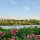 수향루 | 인천 계양아라온 포시즌가든 백합🌸(7/12)｜경인아라뱃길 산책하다 갇힐 뻔😂