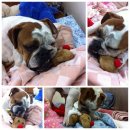 백일켄넬 이미지