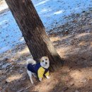 서청주약국 | [블챌] 포도막염 이슈.. 내 2월 돌려내ㅠ 3월🌼