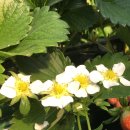 싱싱딸기 이미지