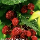 폭서암曝書巖 | 고전에서 길을 찾다 세초연(洗草宴)