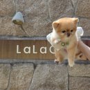 스테이 라라온 이미지