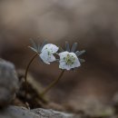 군락지...변산바람꽃 이미지