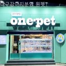 대구강아지분양 원펫 이미지