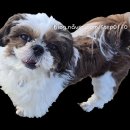 완도해송팬션 이미지