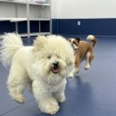 우쭈쭈플렉스 강아지 유치원 호텔 이미지