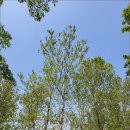 안양평화의소녀상 | 안양 시민의 쉼터 가볼만한 곳 평촌중앙공원