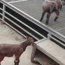 햇살 염소농장 이미지