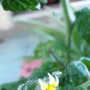 토마토세탁소 이미지