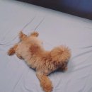 앙뚜네 미장원 이미지