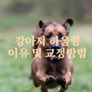 하울링 - 수성구 | 하울링