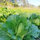 삼도왕국밥 이미지