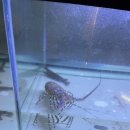 [세부 맛집 후기] 랍스터코브 Lobster Cove – 크레이피시회와 다금바리회에 감동 🍽 술이 술술 들어가는...