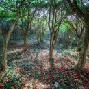 산성(동백3)경로당 | "추운 겨울이지만 붉은 꽃이 만개했습니다" 1500그루의 동백나무 숲이 있는 통일신라 시대 사찰 명소