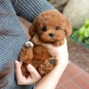 도그플러스동물병원 이미지