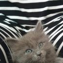 말바우동물병원 이미지