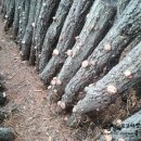 용두산농장 이미지