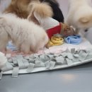 딩굴댕굴 애견호텔 유치원 이미지