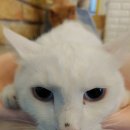 더독 동물병원 이미지