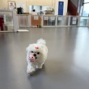 예삐애견 | 말티즈전문견사 말티즈분양후기 대구에서살고있는 예쁜 말티즈 예삐소식이왔어요~♡