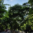 새밭야영장 | 캠핑장 예약이 안돼서 양도를 찾고 있다면? 소백산 새밭계곡 야영장! 여름에도 시원한 충청도 계곡 캠핑