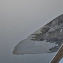 약동안양 이미지