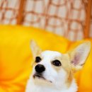 이든반려견 문화센터 이미지