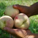 김동열농장 | 참거래 농민장터