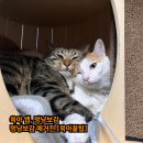 도도멍냥