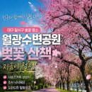 월성공원 | 대구 달서구 벚꽃 명소 월광수변공원 지금이 절정 (+주차 편해요)+ 사운즈커피월성네거리점