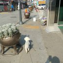 청려원
