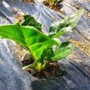 대일농장 이미지