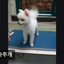 까가주개 네이버블로그