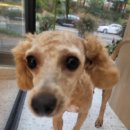 그루밍 멈머 이미지