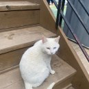 강화선녀와 나뭇군 이미지