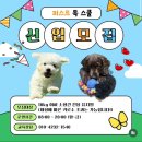 퍼스트 독 스쿨 이미지