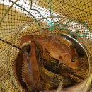 서진낚시 이미지