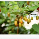 보리수 산장 이미지