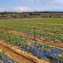 어나더 제주 이미지