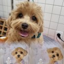 하니 그루밍( Hani Grooming) 이미지