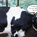 나영목장 이미지