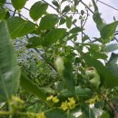 초촌농장 이미지