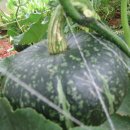 비둘기농장 이미지