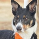 도그동물농장 이미지