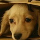 또또꼼장어 이미지